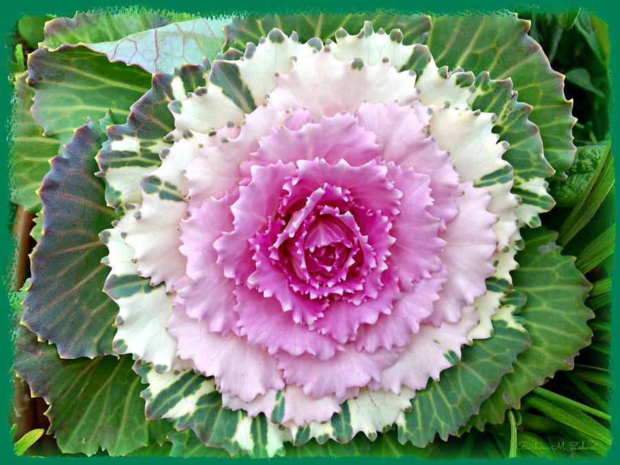 Flowering Cabbage Plant Photograph by Barbara Zahno