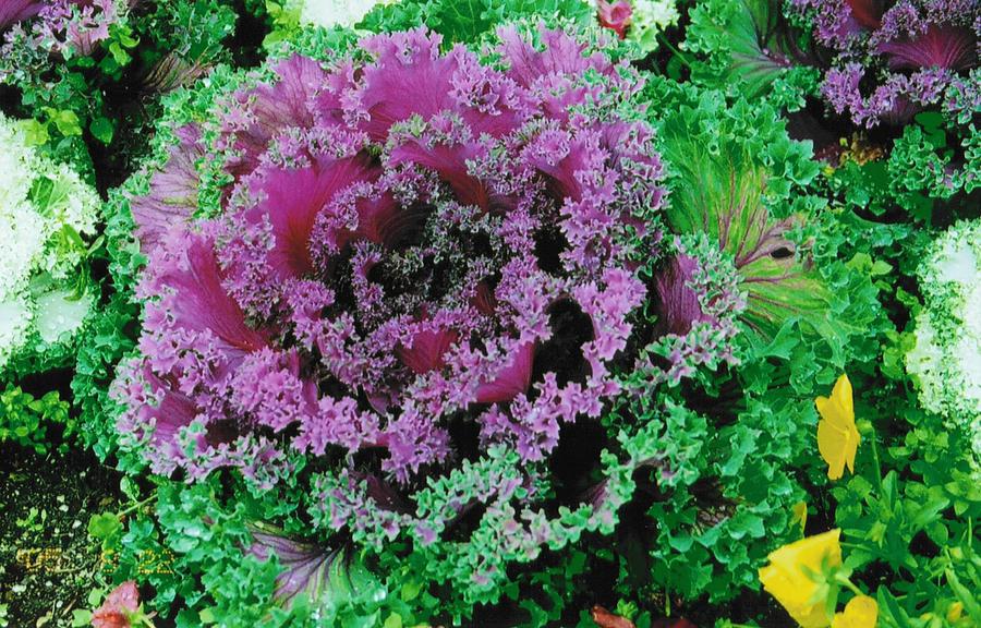 Flowering Cabbage Photograph by Teresa Howell Fine Art America