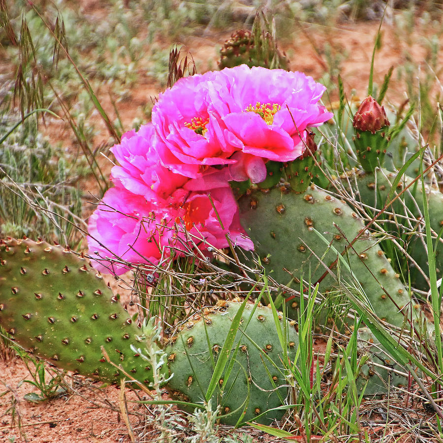 Flowering Cactus # 2 Photograph by Allen Beatty
