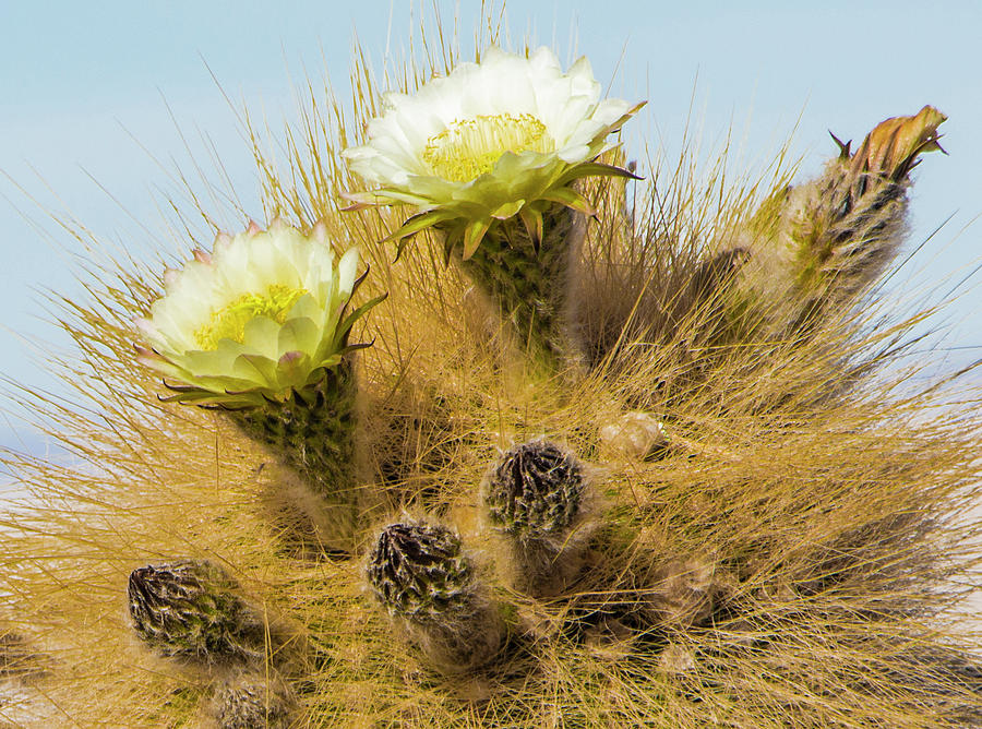 Flowering Cactus, Bolivia Photograph by Venetia Featherstone-Witty