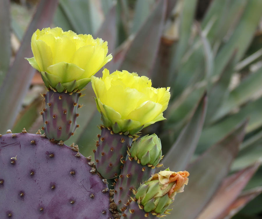 Flowering Cactus Photograph by Laurel Powell