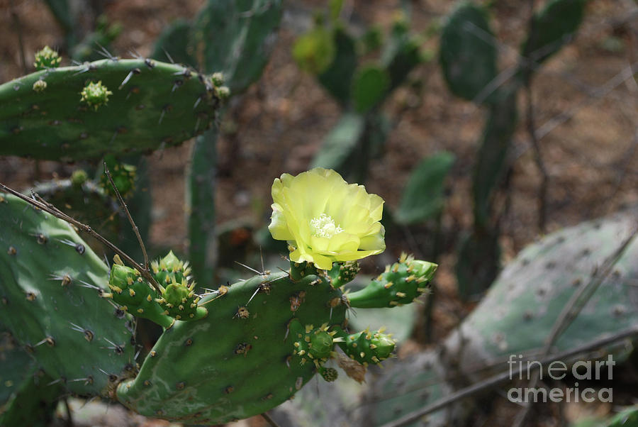 Flowering Cactus with a Pretty Pale Yellow flower Blossom Photograph by DejaVu Designs