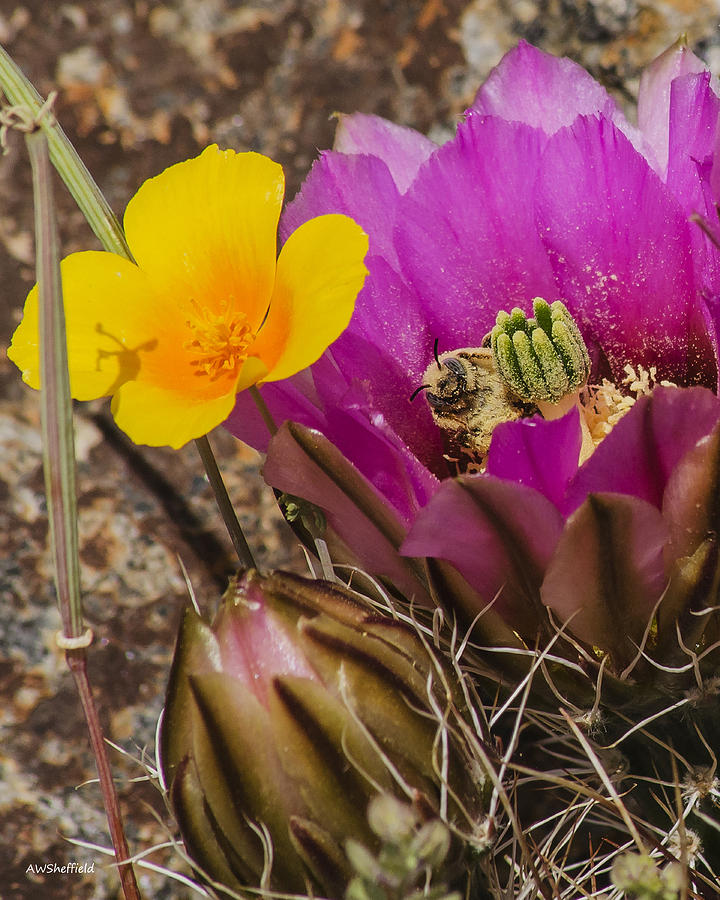El Paso Photograph - Flowering Cactus with Bee by Allen Sheffield
