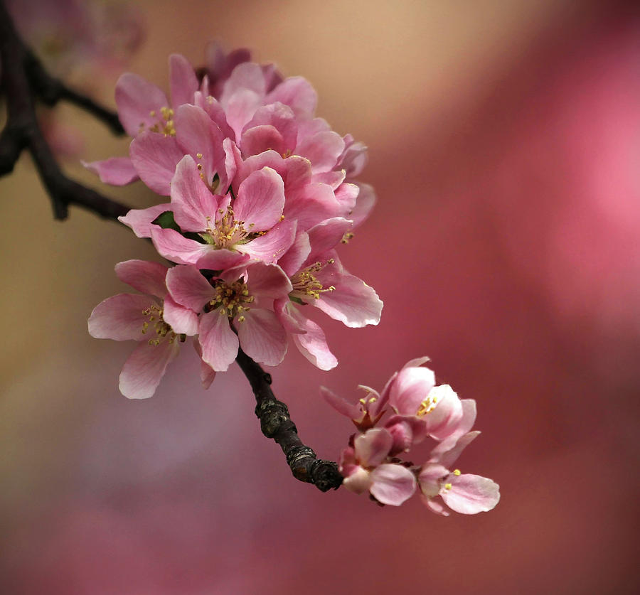 Spring Photograph - Flowering Cherry by Kelly Lucero