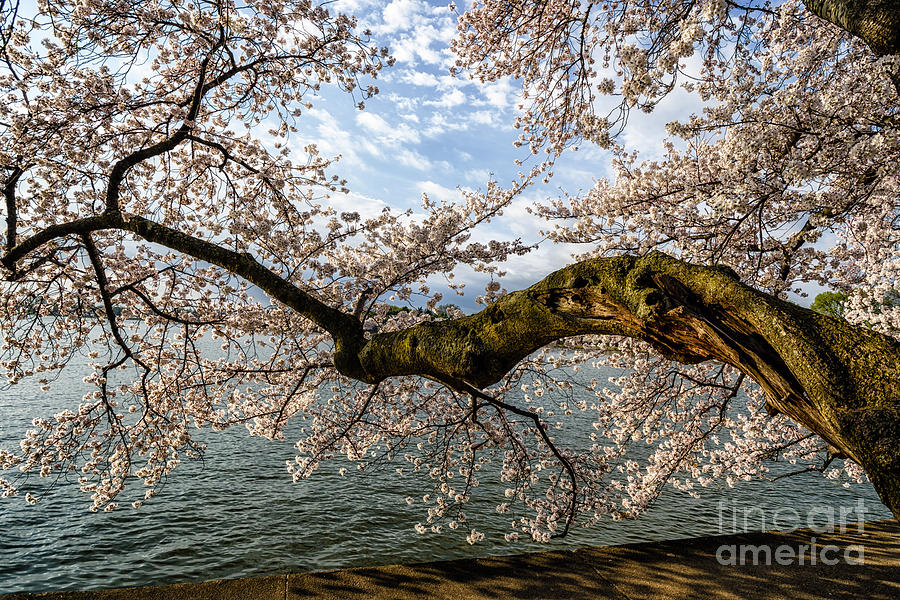 Flowering Cherry Tree Photograph by Thomas R Fletcher