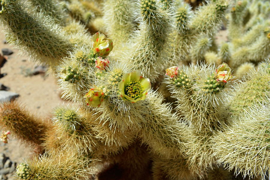 Flowering Cholla Cactus - Joshua Tree National Park Photograph by Glenn McCarthy Art and Photography