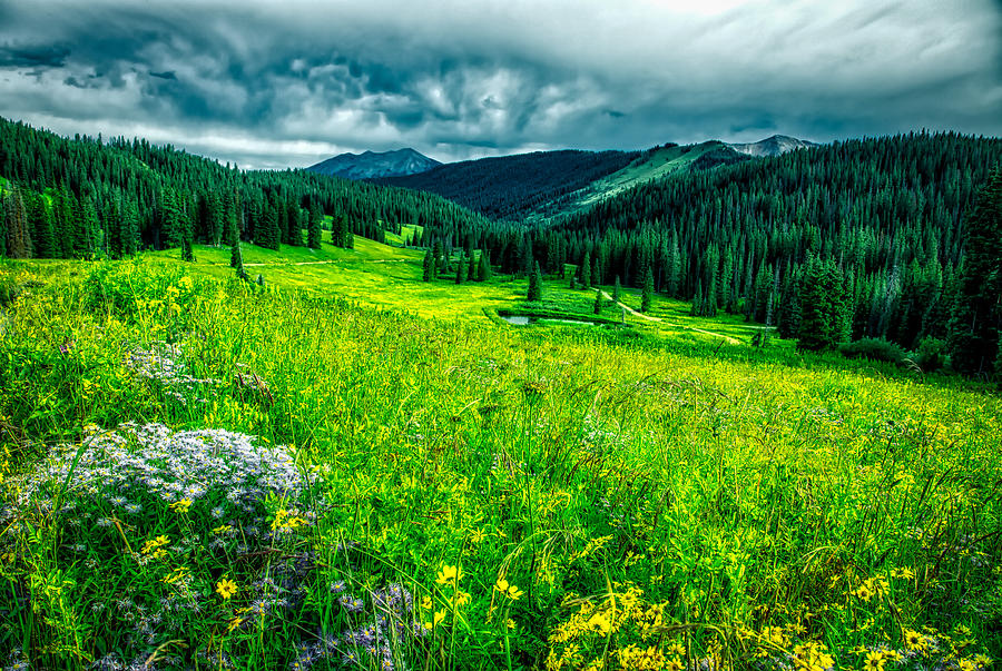 Flowering Colorado Mountain Meadow Photograph by Mountain Dreams - Fine ...