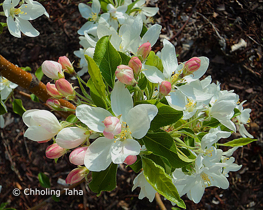 Flowering Crab Apple Photograph by Chholing Taha