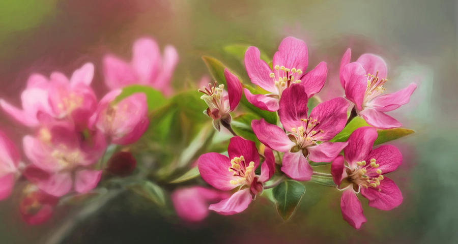 Flowering Crabapple Blossoms Photograph by Lori Deiter