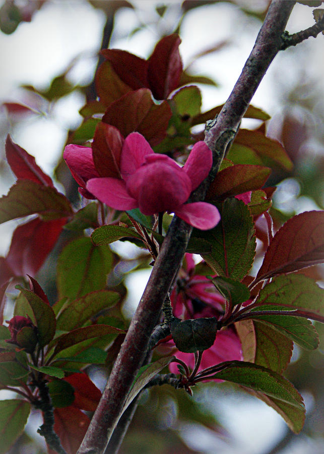 Flowering Crabapple Photograph by Cricket Hackmann