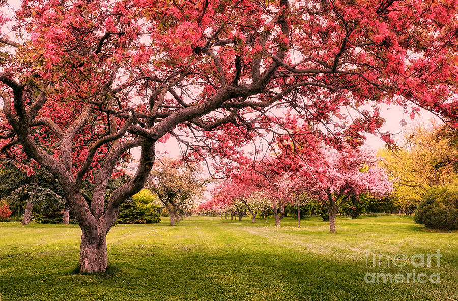 Flowering Crabapple Trees Photograph by Charline Xia