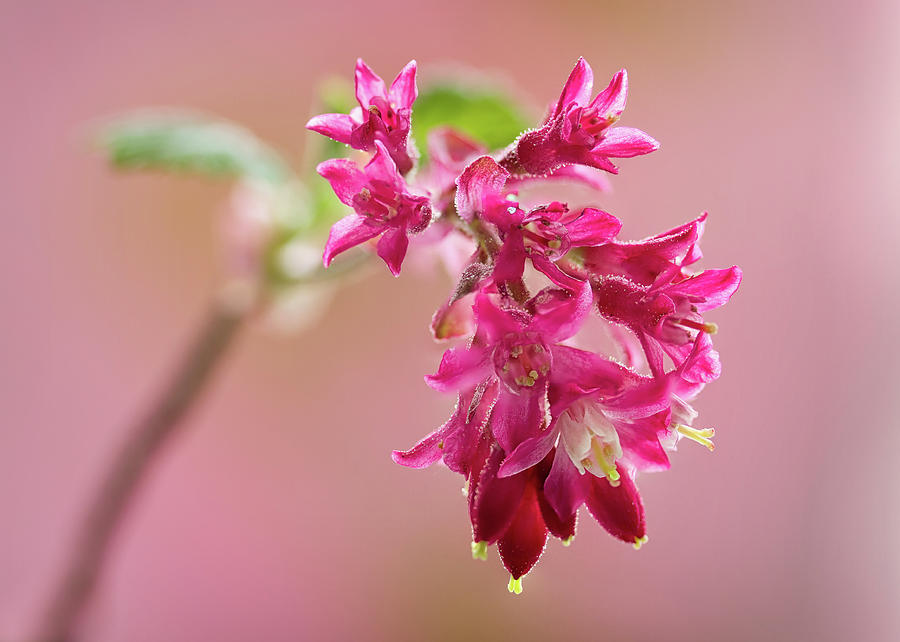 Flowering Currant Photograph by Shirley Mitchell