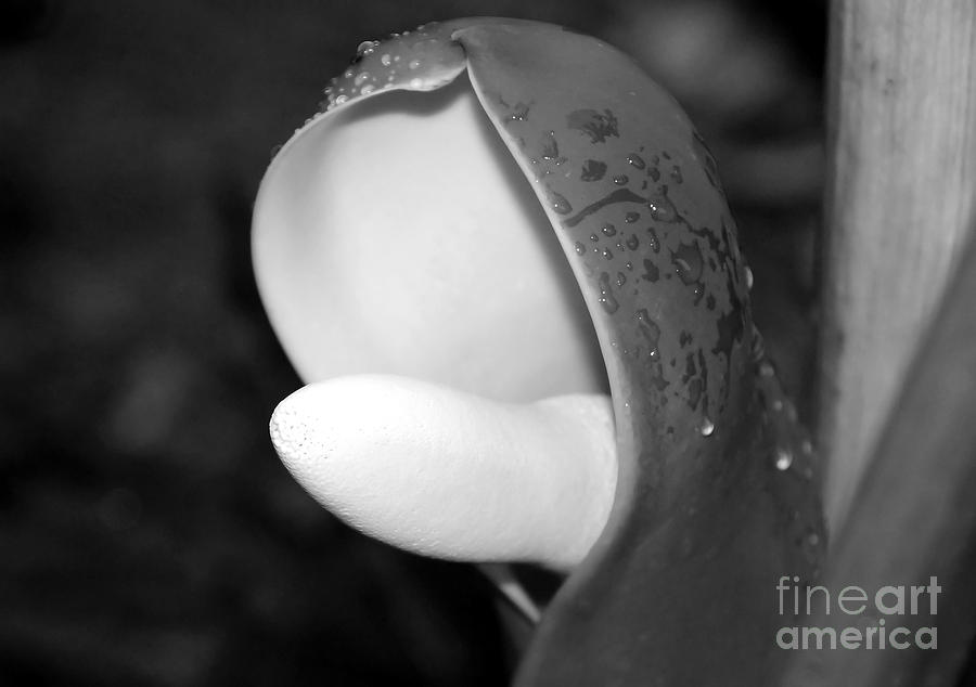 Black And White Photograph - Flowering by David Lee Thompson