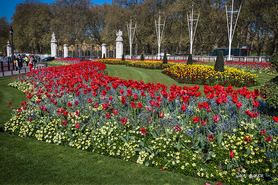 The Gardens of Buckingham Palace Photograph by Walt  Baker