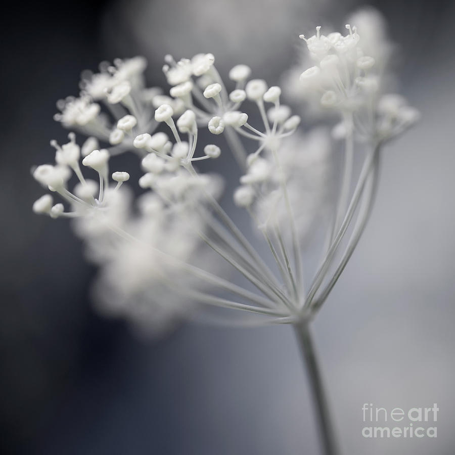 Flowering dill cluster Photograph by Elena Elisseeva