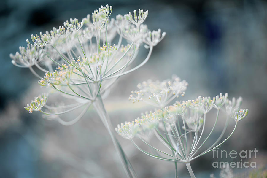 Flowering dill clusters 2 Photograph by Elena Elisseeva
