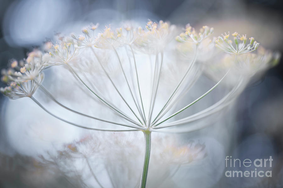 Flowering Dill Details Photograph