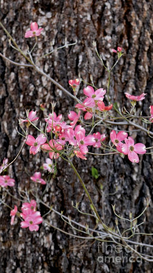 Flowering Dogwood and Pine Vertical Photograph by Gus McCrea