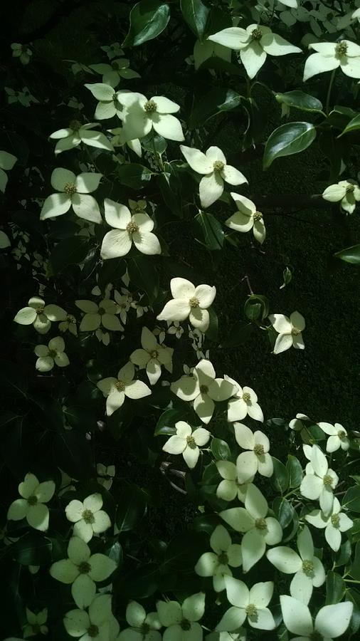 Tree Photograph - Flowering Dogwood  by Connie Young