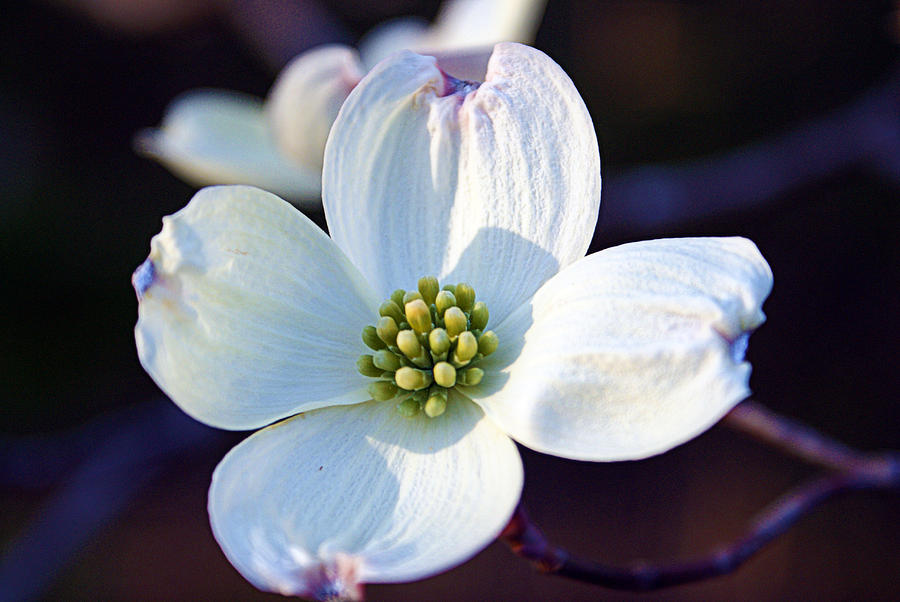 Flowering Dogwood Photograph by Cricket Hackmann