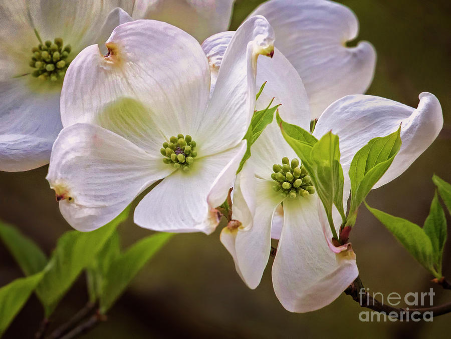 Spring Photograph - Flowering Dogwood by Emma England