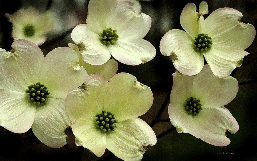 Flowering Dogwood Photograph by James C Thomas - Fine Art America