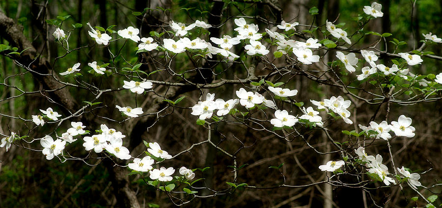Flowering Dogwood Photograph