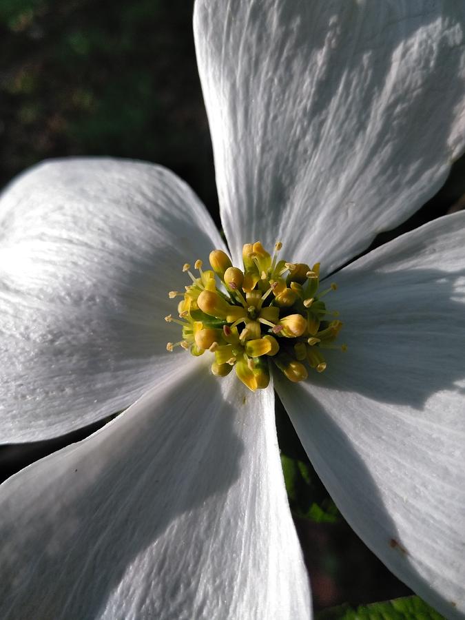 Flowering Dogwood Photograph by Robert Nickologianis