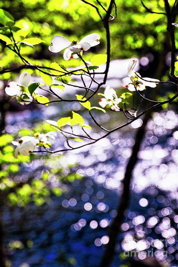 Flowering Dogwood Tree Along A River Photograph