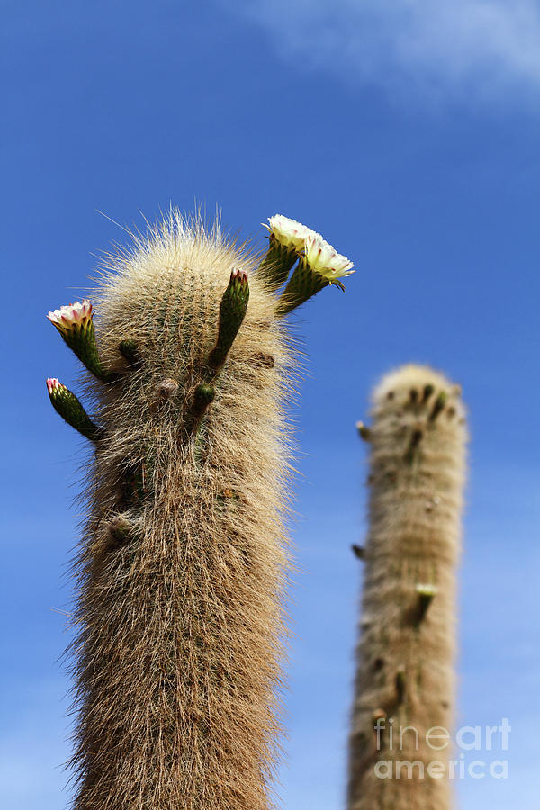 Flowering Echinopsis atacamensis Cactus Bolivia Photograph by James Brunker