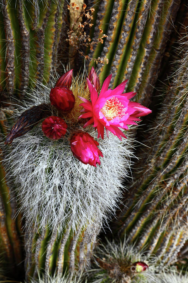 Flowering Echinopsis Cactus Bolivia Photograph by James Brunker