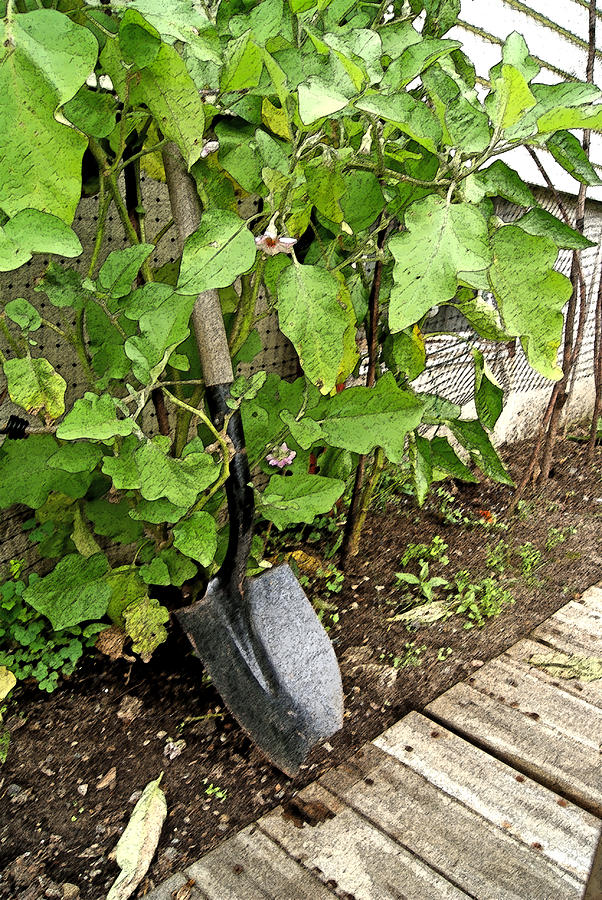 Shovel Photograph - Flowering Eggplant w Shovel by Margie Avellino