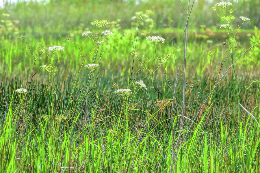 Flowering Everglades Photograph by A H Kuusela