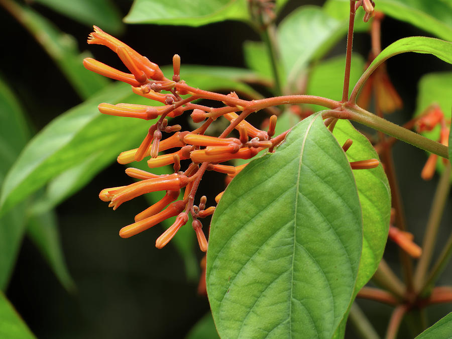 Flowering Firebush Plant Photograph by Jill Nightingale