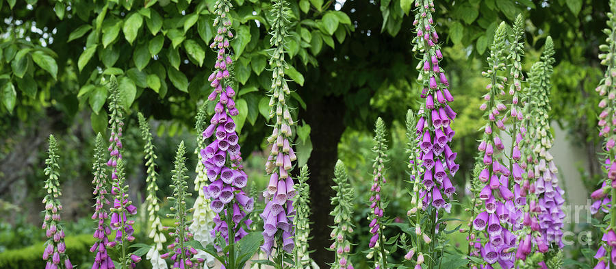 Flowering Foxgloves Photograph by Tim Gainey