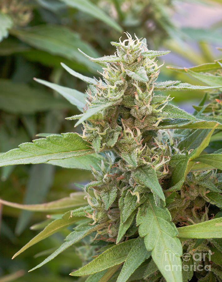 Flowering Harlequin Marijuana Plant Photograph by Inga Spence
