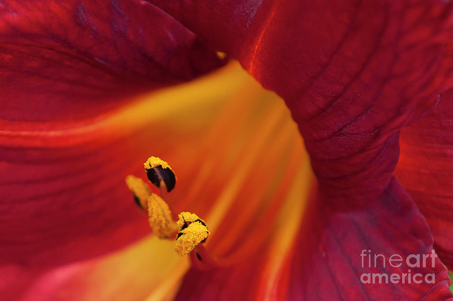 Flowering Hibiscus Red Yellow Pistils Photograph by David Zanzinger