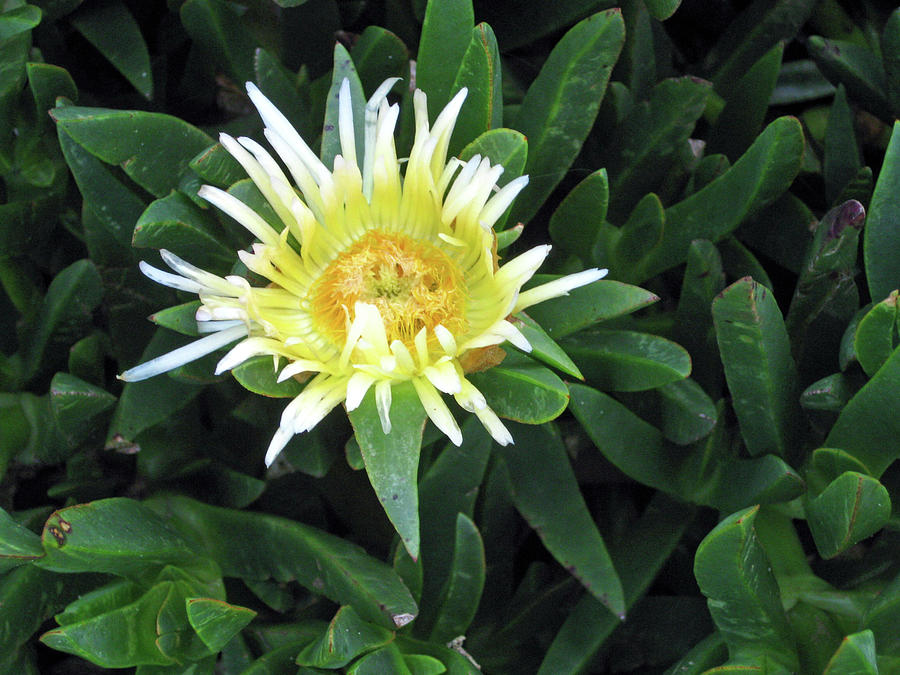 Flowering Ice Plant Photograph by Sandy Taylor