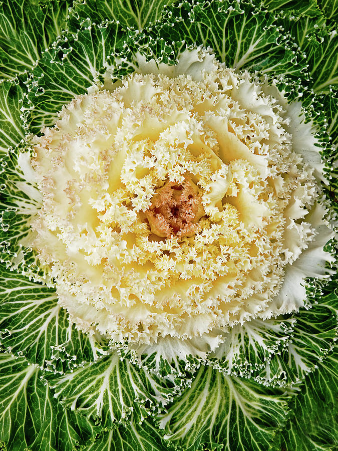 Flowering Kale Photograph by Jim DeLillo