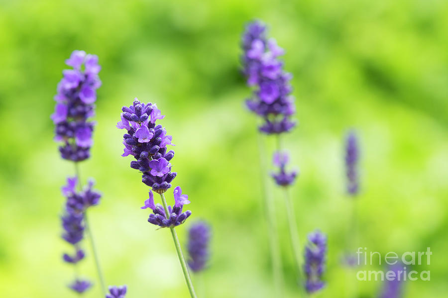 Flower Photograph - Flowering Lavender by Tim Gainey