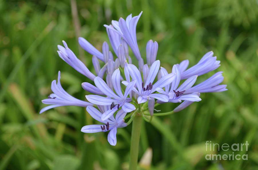 Flowering Light Blue Allium Flowers Photograph by DejaVu Designs