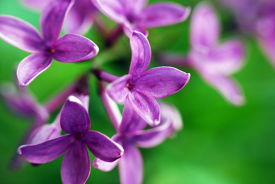 Flowering Lilac Photograph by Lori Tambakis
