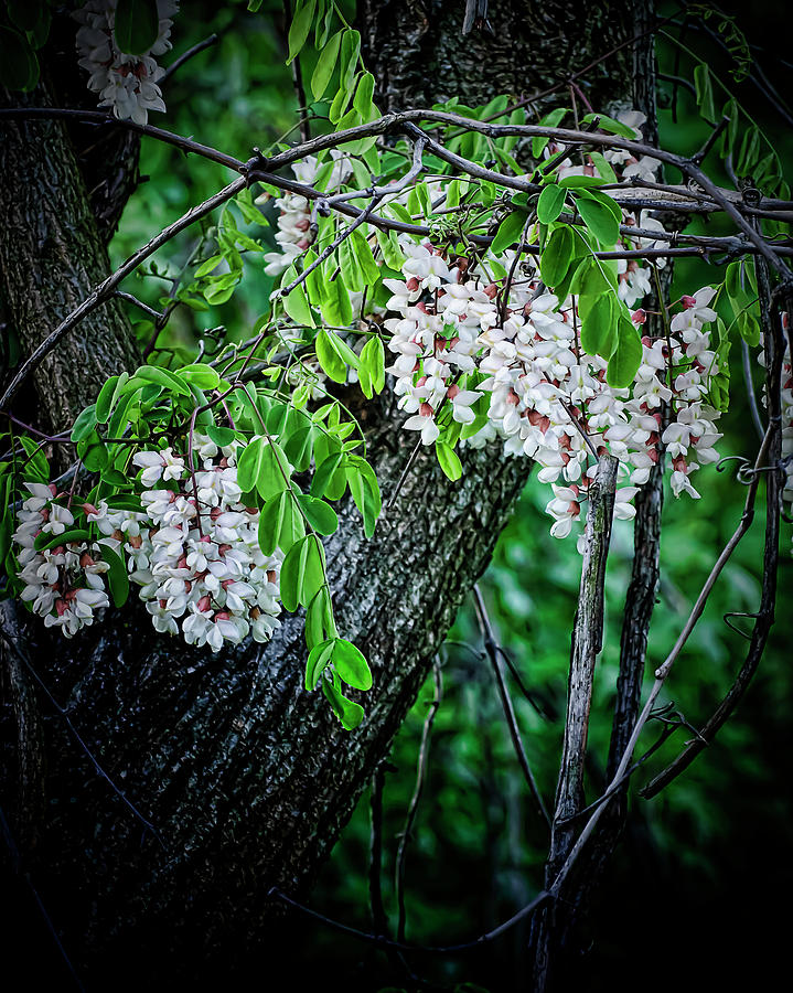 Tree Photograph - Flowering Locust  by Michael Putnam