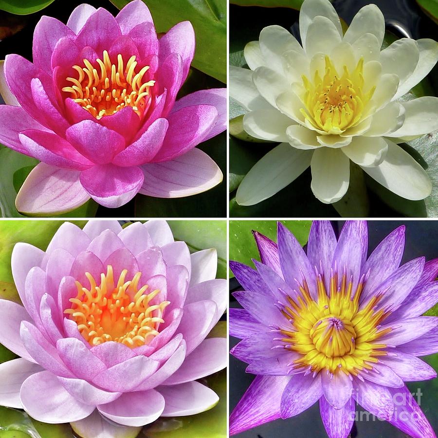 Flowering Lotus Collage Photograph by Susan Garren
