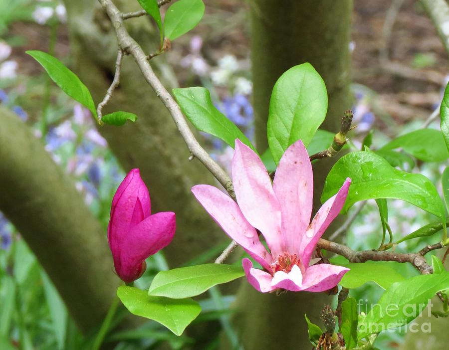 Flowering Magnolia Photograph by Anita Adams