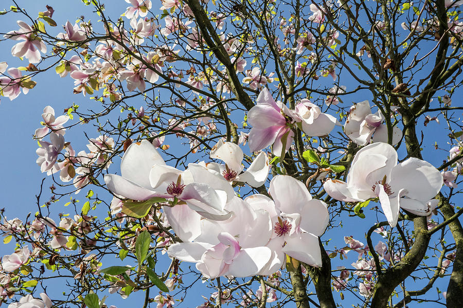 Flowering Magnolia Photograph by Arterra Picture Library