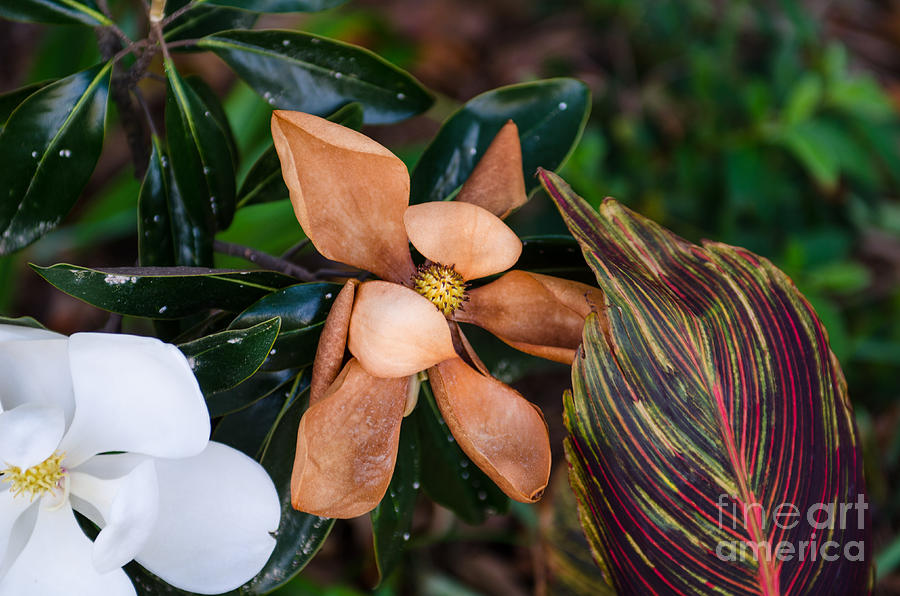 Flowering Magnolia Photograph