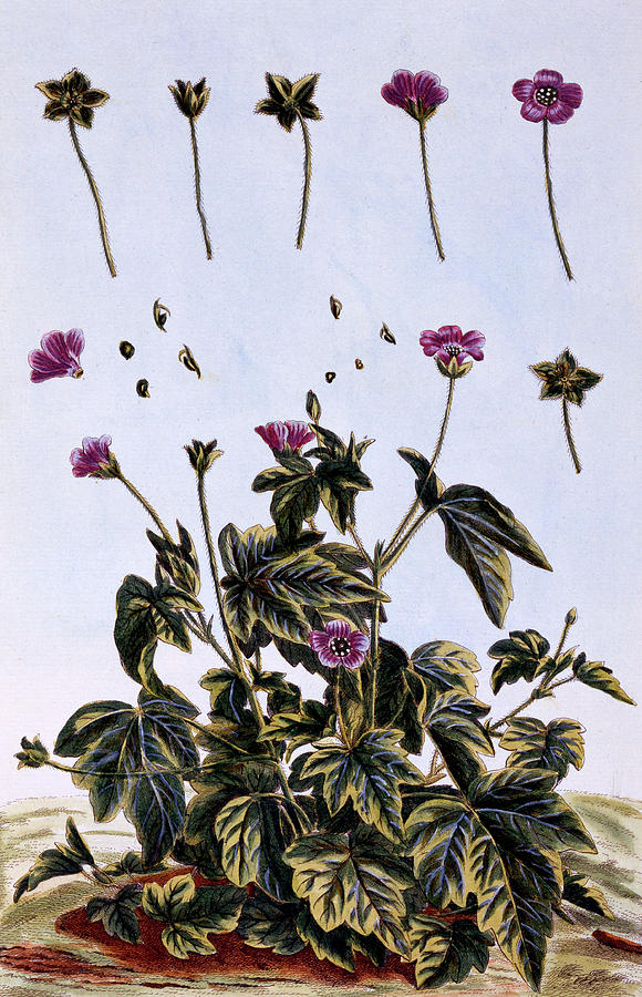 Flower Painting - Flowering Maple or Indian Mallow by Pierre-Joseph Buchoz