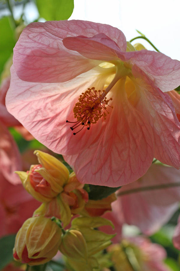 Flowering Maple Shield Photograph by Tammy Pool