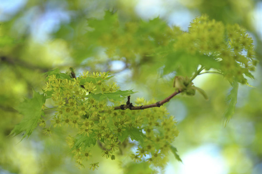 Flowering Maple Tree Photograph by Jenny Rainbow